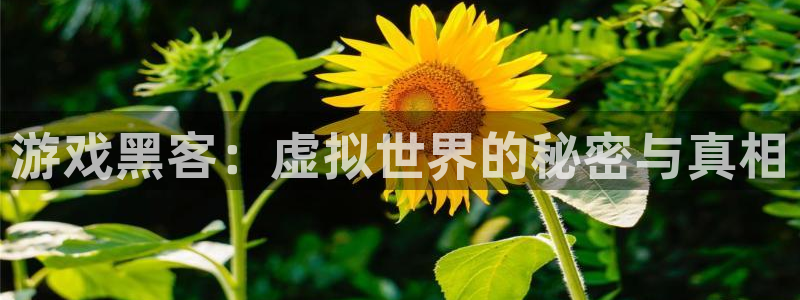 多彩娱乐平台登录线路：游戏黑客：虚拟世界的秘密与真相